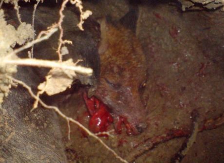 fox hunters making life a misery for farmers and animal alike