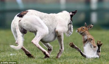 Objecting to hare coursing cruelty...