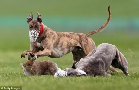 Click on image to see full-sized version More fun on the coursing field