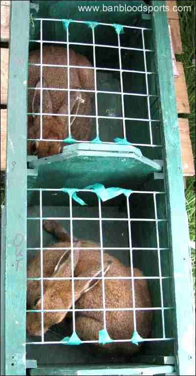 Click on image to see full-sized version Captured hares prior to coursing...
