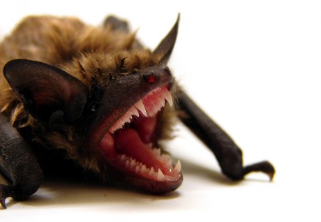 Click on image to see full-sized version <small>Bat Simpson: "I didn't do it!"</small>