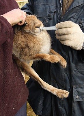 Captured prior to coursing...